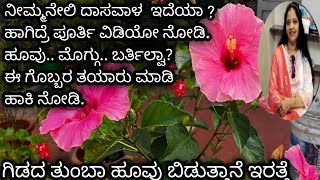 How to grow Hibiscus Easy Way. ದಾಸವಾಳ ಗಿಡದ ತುಂಬಾ ಹೂ ಬಿಡಬೇಕಾ? ಹಾಗಾದರೆ ಈ ಗೊಬ್ಬರ ಮನೆಯಲ್ಲಿ ಮಾಡಿ