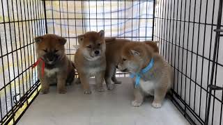 【茨城県のブリーダー　ペットショップスズキ　柴犬　子犬販売】