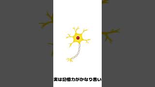 【驚きの事実】9割は知らないダチョウに関する興味深い雑学6選！