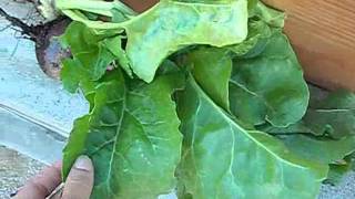 Beet harvest_0001.wmv