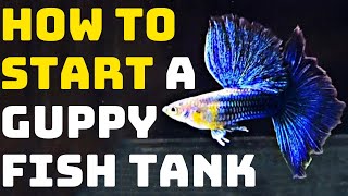 How To Start A Guppy Fish Tank - Guppy Channel