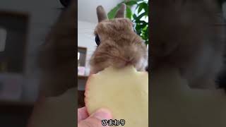 ビスケットを食べるウサギ #funny #shorts #viralvideo #viralshorts #animals #animallover #trendingshorts #trending