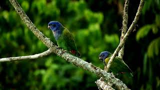 #nature Birds whatsapp status 4k video