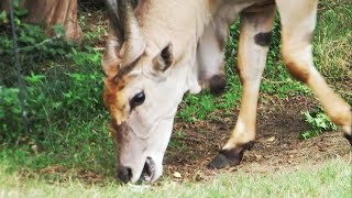 Biggest Cow, Eland🐂