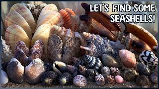 Shells Everywhere: Conchs, Sand Dollars, Tellins | My BEST Shell Collecting Adventure