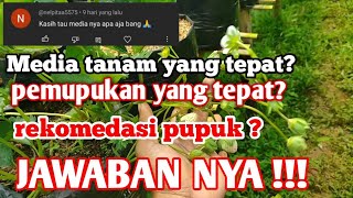 Tanya jawab seputar strawberry 🍓 ep.1 peumupukan yang tepat untuk strawberry KEBUN DARA ||