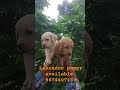 #doglover #bestquality #qualitylover #pets #viralreels #puppy #reelsshorts #reels #yt #ytshorts #fb