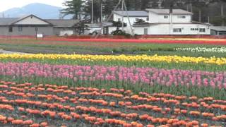 日本北海道鬱金香公園20080822114215.avi