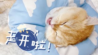 小猫生气了怎么哄？先试试给她“念念经”吧！