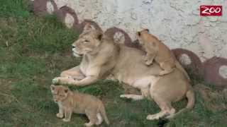 Kazi and the Boys Hang Out with Dad