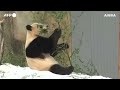 i panda giganti bao li e qing bao fanno il loro debutto allo zoo di washington