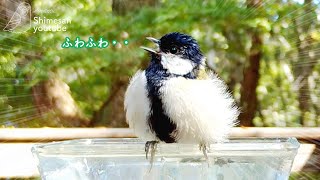 【ふわふわ極まる】シジュウカラの若い子が水浴びしてふわふわになる！（2022/9/25)