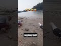 do seagulls attack human laughing seagull bird video laughingseagullvideo