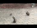 mouse drop kicks squirrel