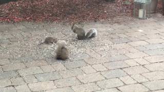 Mouse drop kicks squirrel