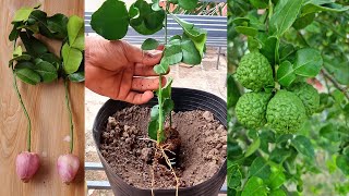 Kaffir Lime Growing From Cutting l New Technique That Works Best