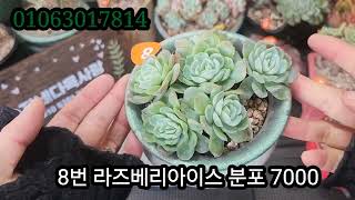 11월 27일 라이브방송에서 판매하던 아이들 입니다^^