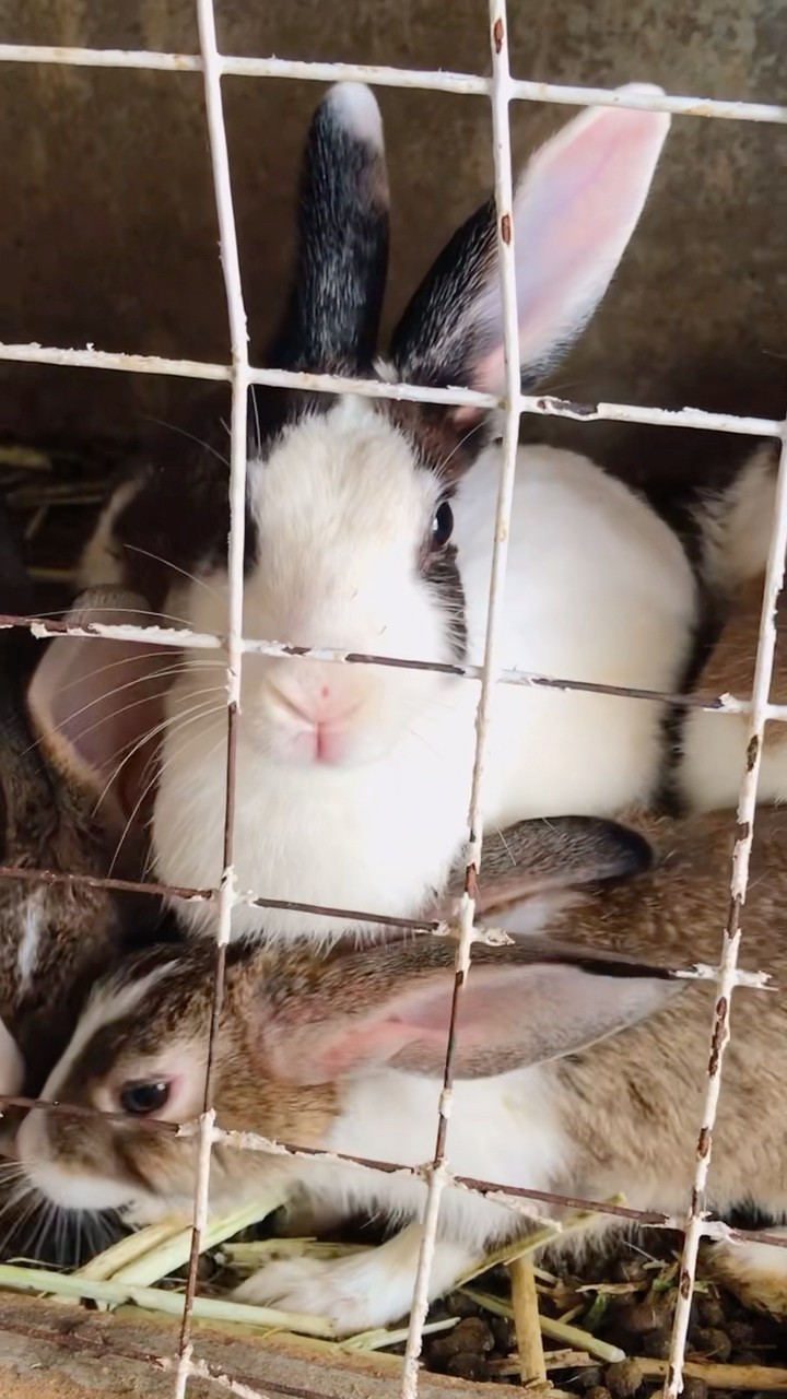 The Rabbit рџђ Saw Me Making A Video Cute Rabbit Shorts Youtube The Rabbit рџђ Saw Me Making A Video Cute Rabbit Shorts Youtube
