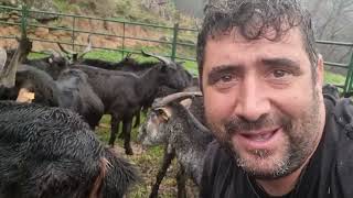 Ayer tuve un día ajetreado entre cabras, comprar carne, ver un tractor