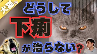 【下痢が治らない！】慢性下痢の原因、検査、治療を解説！　フード、抗生物質の効果は？がん（腫瘍）？　膵臓疾患、ホルモン疾患の可能性も。　内視鏡は必要？【獣医師・愛玩動物看護師・動物病院・犬・猫・ペット】