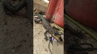 #crocodile #alligator #florida #everglades #miami #usa #travel #wildlife #nature #reptiles #crocodil