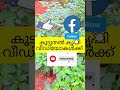 മുളക് തൈകൾ നടുന്നതെങ്ങനെ how to plant chilly seedlings കാന്താരി പച്ചമുളക് പച്ചക്കറി vegetable