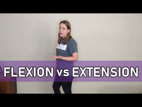What are extension muscles?