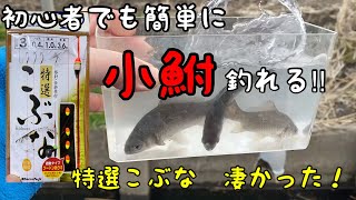 【小物釣り】初心者でも簡単に小鮒が釣れる　特選こぶなは凄かった‼︎