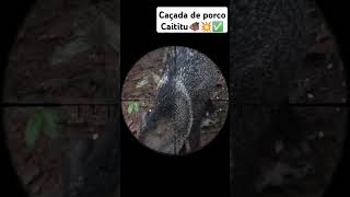 Caçada De Javali OU PORCO CAITITU 🐗✅#caçada #carabinapcp #aventuras #hunting #berburu #sniper #dove