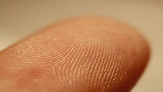 How Do Fingerprint Patterns Form?