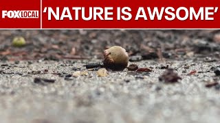 What's with all the acorns? Explaining the tree mast