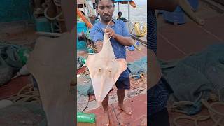 समुद्रातील गिटार मासा. मयाने दाखवला गिटार मासा. Guitar fish in fishing net #india #guitar #seafood