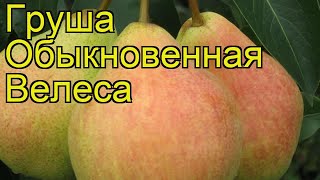 Груша обыкновенная Велеса. Краткий обзор, описание характеристик pyrus communis Velesa