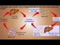 pancreas endocrine system