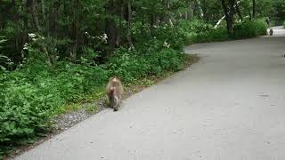 上高地のお猿さん