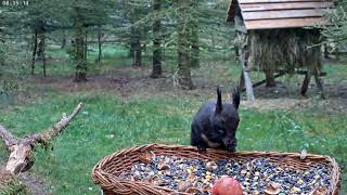 Hladová veverka. Głodna wiewiórka. Ardilla hambrienta. Голодная белка.Hungry squirrel.