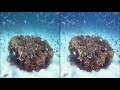 Video 3D Aquarium