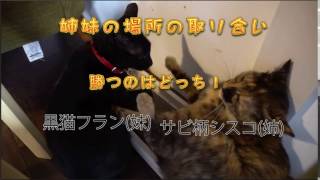 姉妹猫の場所の取り合い