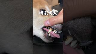 叫ぶ柴犬