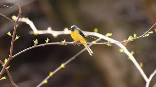 キセキレイ さえずり　Grey Wagtail