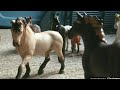 All In the name of Love(schleich horse movie)Full movie