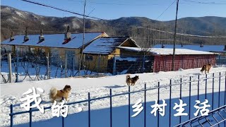 在林场买房定居的哈尔滨夫妻，猫冬的日子，就是清雪包饺子！