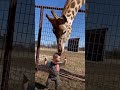 Curious Giraffe Gives Kids Kisses #shorts