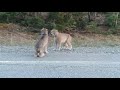 two lynx cats scream at each other 1046300