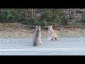 two lynx cats scream at each other 1046300