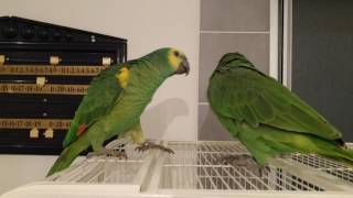 Yellow Crowned Amazon meeting Blue Fronts