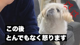 ［閲覧注意］この後怒ります