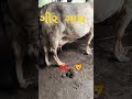 ઓરીજનલ ગીર🐄 ગાય ફાર્મ🌿 ગીર ગુજરાત originally gir🐄gay farmers🌾 animals loves short videos 🦁