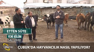 Büyükbaş Hayvancılığın Püf Noktaları - ETTEN SÜTE #büyükbaş #hayvancılık #besici