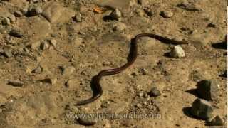 Earth-worm along Nagaland's Doyang River